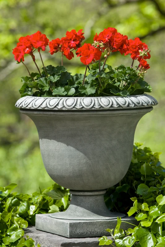 birdsallgarden936845