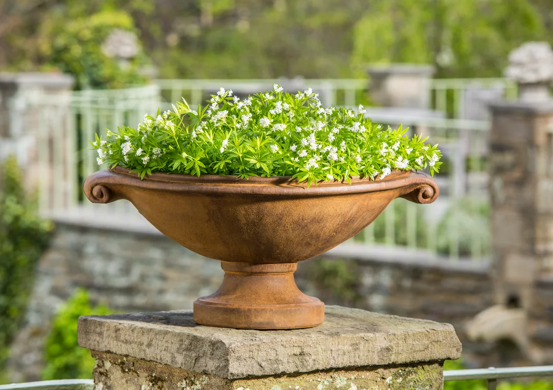 birdsallgarden937264