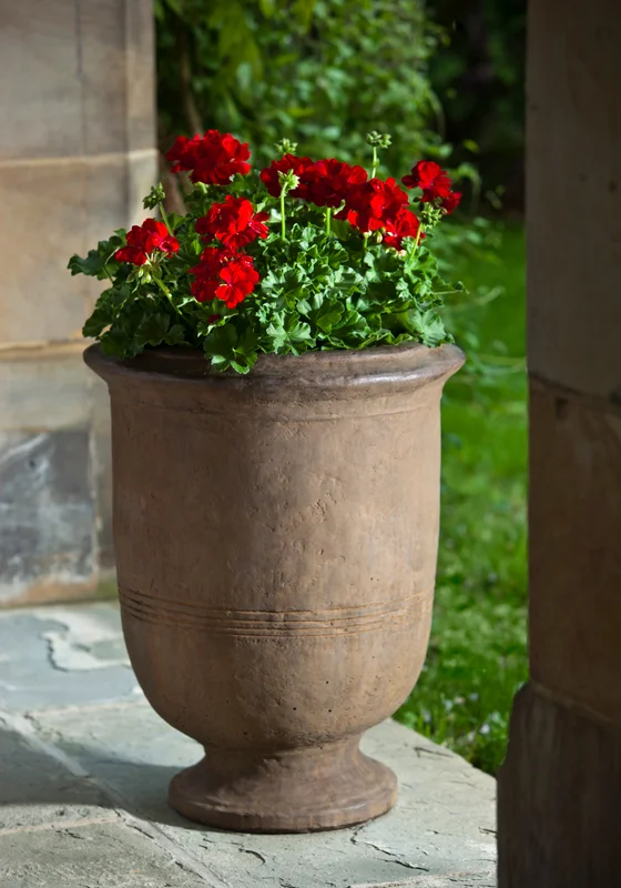 birdsallgarden938458
