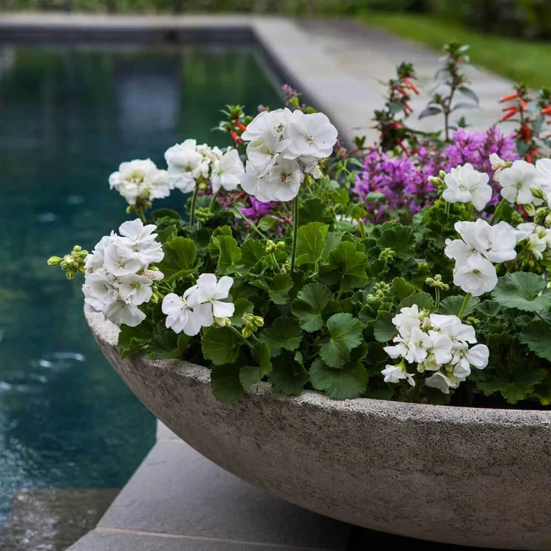 birdsallgarden964916