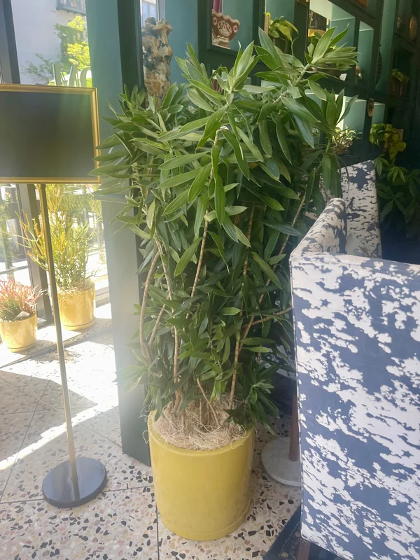 birdsallgarden991464