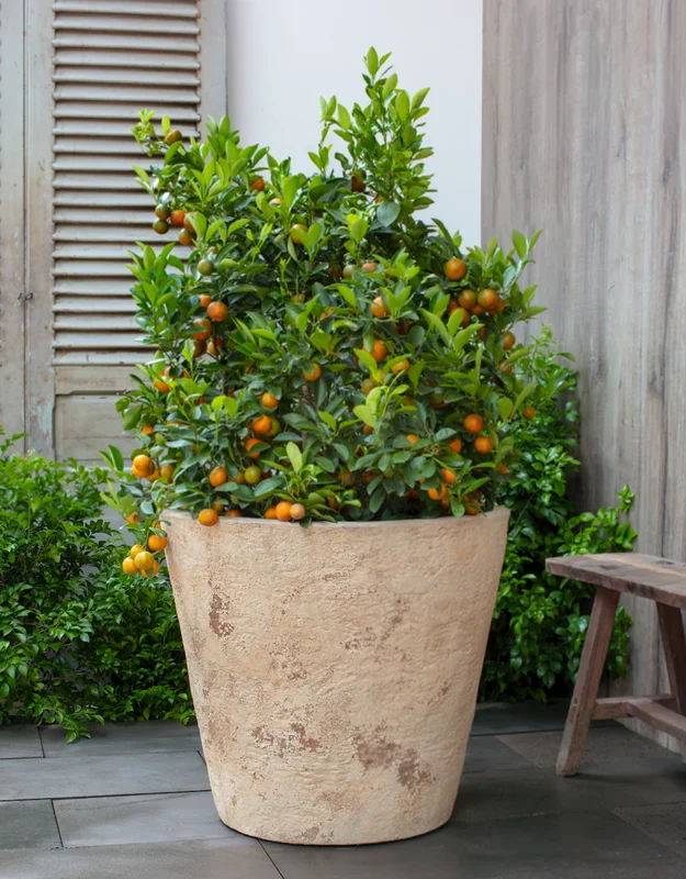 birdsallgarden992897