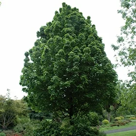 lurveys-1000559