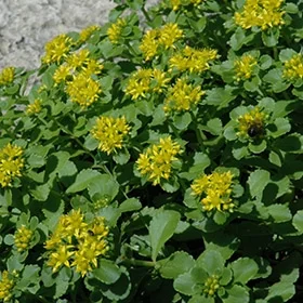 lurveys-1000827