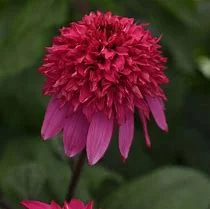 lurveys-1000923