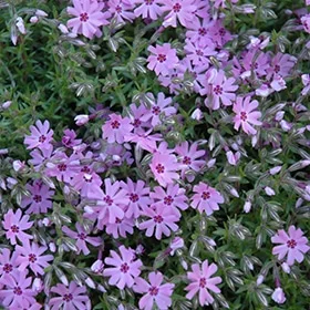 lurveys-1000934