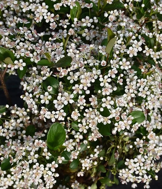 lurveys-1001085