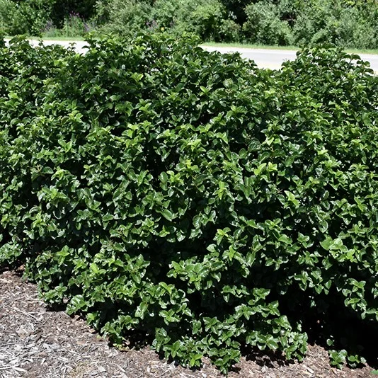 lurveys-1001469