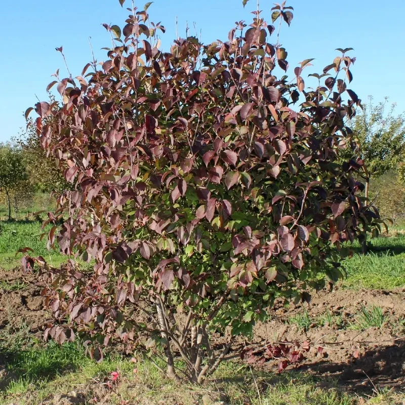 lurveys-1001574