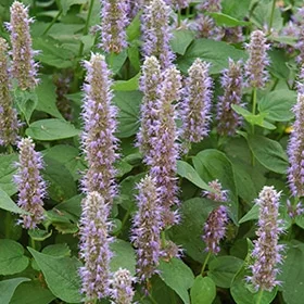 lurveys-1002062