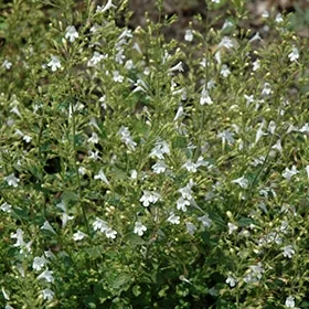 lurveys-1002257