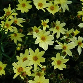 lurveys-1002308