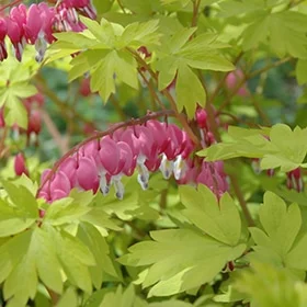 lurveys-1002359