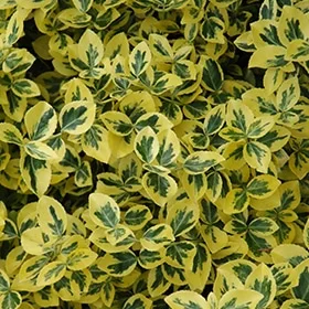 lurveys-1002454
