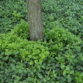 lurveys-1002455