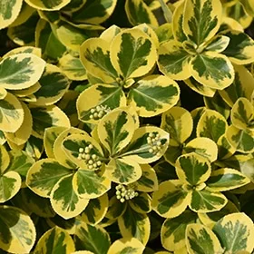 lurveys-1002459