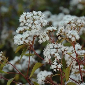 lurveys-1002461