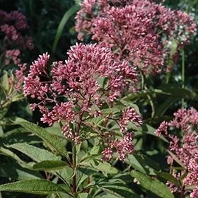 lurveys-1002462