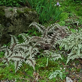 lurveys-1002491