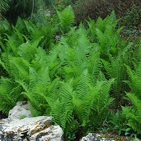 lurveys-1002504