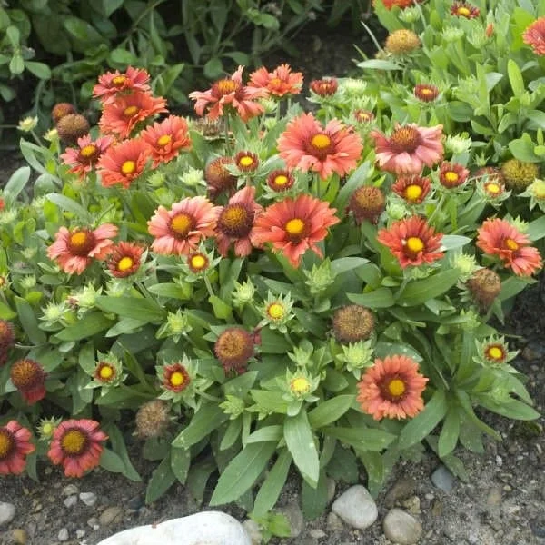 lurveys-1002526
