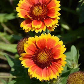 lurveys-1002528