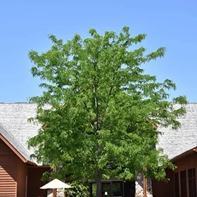 lurveys-1002566