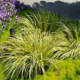 lurveys-1002573