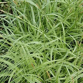 lurveys-1002604