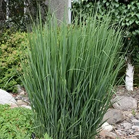 lurveys-1002647