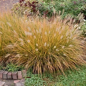 lurveys-1002655