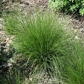 lurveys-1002676