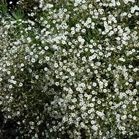 lurveys-1002677