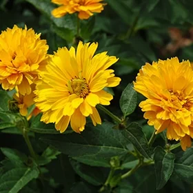 lurveys-1002682
