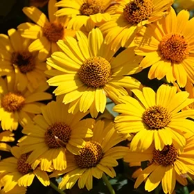 lurveys-1002695