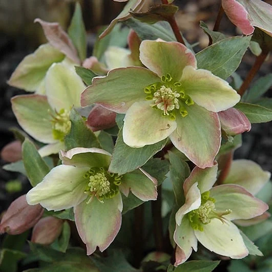 lurveys-1002696