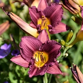 lurveys-1002724