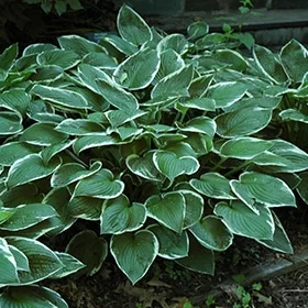 lurveys-1002880