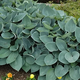 lurveys-1002898