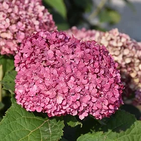lurveys-1002938