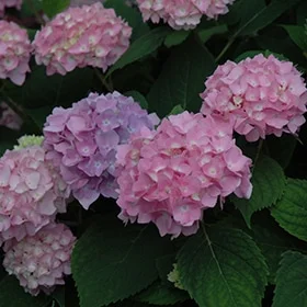 lurveys-1002945