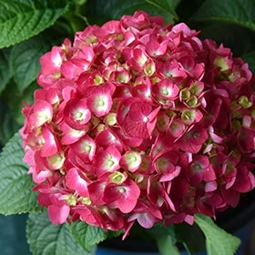 lurveys-1002949