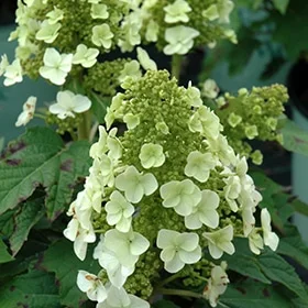 lurveys-1002964