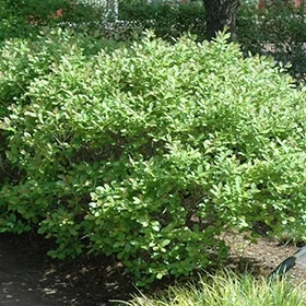 lurveys-1002982