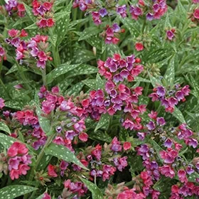 lurveys-1003241