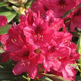 lurveys-1003265