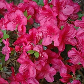 lurveys-1003270