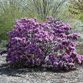 lurveys-1003276