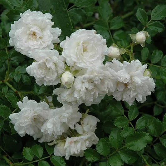 lurveys-1003299