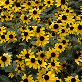 lurveys-1003362